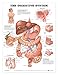 ACC The Digestive System Anatomical Chart
