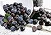 BROOKSIDE Dark Chocolate Candy, Acai & Blueberry Flavors, 4.2 Ounce Package (Pack of 8)