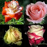 Mggsndi 40Pcs Rose Flower Seeds Home Garden Perennial Fragrant Bonsai Potted Plant Decor - Heirloom Non GMO - Seeds for Planting an Indoor and Outdoor Garden Rose Seeds Mix-Color