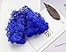 Bister 6.5oz Reindeer Moss Preserved 5 Assorted Colors for Fairy Gardens, Gift Packing, Dressing Potted Plants and More Crafts