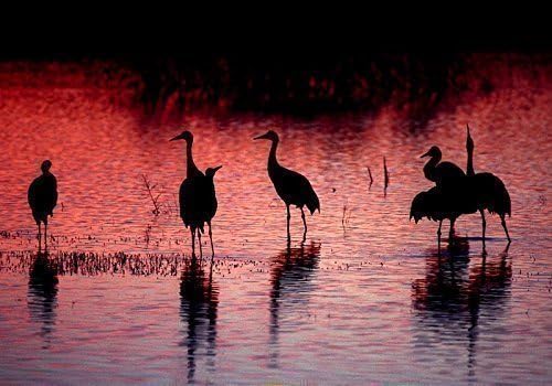 10x7 matted to 11x14 Sandhill Cranes 2 - Bosque del Apache NWR, NM Photograph