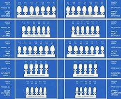 Dental Polycarbonate Temporary Crowns Refills