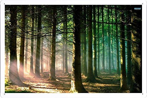 Tin Sign Poster Sunlight Shining Through The Forest (20x30cm) By Nature Scene Painting