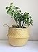 Cocoboo - Natural Seagrass Belly Basket, handmade, Soft Lightweight, Foldable, Storage (16 x 14 inches) X-Large