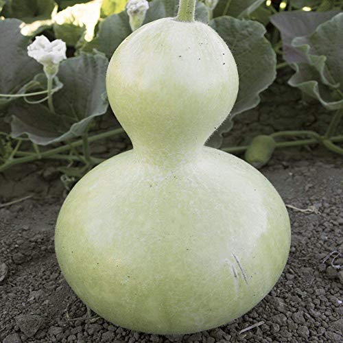 Birdhouse Gourd Bottle Seeds, Rare Garden Seeds Heirloom Fresh Beautiful Arts Crafts Project