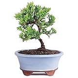 Brussel's Live Green Mound Juniper Outdoor Bonsai Tree - 3 Years Old; 4" to 6" Tall with Decorative Container - Not Sold in California