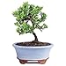 Brussel's Live Green Mound Juniper Outdoor Bonsai Tree - 3 Years Old; 4" to 6" Tall with Decorative Container - Not Sold in California primary