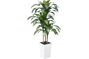 VeriNatural 5FT Artificial Dracaena Tree - UV Resistant Faux Tropical Plant, Potted Fake Tree with Taper Planter & Pebbles - Indoor Outdoor Greenery for Home, Porch, Living Room, Bedroom Decor, VN127