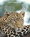 Les Grands Felins (Spirit of) (French Edition) by 