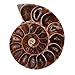 2pcs Shell Specimen Ammonite Madagascar Extinct Stones and Minerals for Basic Biological Science Education (4cm)
