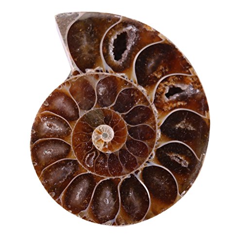 1 Specimen+Ammonite+Madagascar+Biological+Education