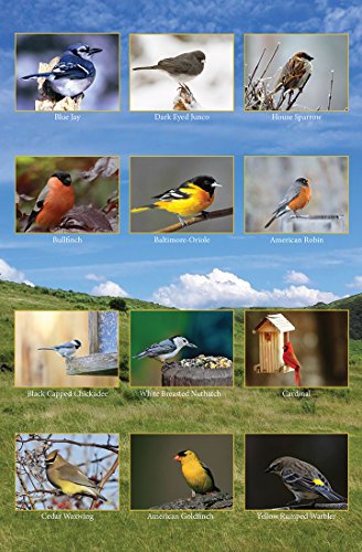 Song Bird Greeting Cards With Identification Card - 12 Different Birds - Blank on the Inside - 5.5" x 4.25" (12 Pack) - Thumbnail 2