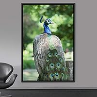 Framed Canvas Wall Art Single Bird Birds Expressive Farmhouse/Country Multicolor Photography Portrait Single - 16x24 inches