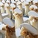 WELMATCH White Stretch Spandex Chair Covers Wedding Universal - 100 Pcs Banquet Wedding Party Dining Decoration Scuba Elastic Chair Covers (White, 100)