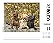 Just Labs 2020 Box Calendar (Dog Breed Calendar)