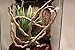 Jungle Vines Terrarium Jungle with Sunction Cups Flexible Plants Pet Habitat Decor Chameleon Vines for Lizards, Frogs Snakes Reptiles 9.8 in(2.5 M)