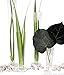 CYS Excel Pack of 6, 24 Inch Tall 4.5 inch Open Glass Trumpet Vase, Tapered Design Center Piece, Floral Display For Events & Weddings (Clear).