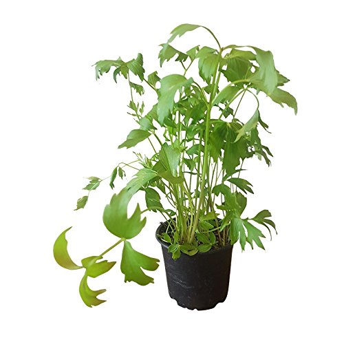 Liebstöckel Pflanze im Zinkeimer: frisches Küchenkraut - Kräuterpflanze - echte Kräuter - Kräuter im Topf - Küchenkräuter