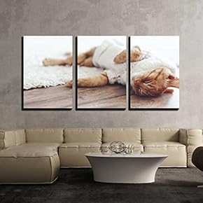 3 Piece Canvas Wall Art - Cute Little Ginger Kitten Wearing Warm Knitted Sweater is Sleeping on The Floor - Modern Home Art Stretched and Framed Ready to Hang - 16"x24"x3 Panels