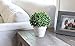 Silk Road Home Artificial Boxwood Topiary Ball Table Top Plant with Decorative Pot 8 inches Tall Realistic Indoor Faux Decor (8 Inches)