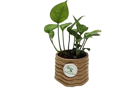 The Bonsai Plants Good Luck Money Plant For Tabletop Indoor Real Live Plant In Free Brown Sack Shaped Ceramic Pot For Home Low Maintenance - 