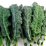 Kale Italian Lacinato Nero Toscana Seeds ► Certified Organic Kale Seeds (100+ seeds) ◄ by PowerGrow Systems