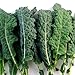 Kale Italian Lacinato Nero Toscana Seeds ► Certified Organic Kale Seeds (100+ Seeds) ◄ by PowerGrow Systems primary