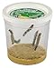 Insect Lore Deluxe Butterfly Garden with Live Cup of Caterpillars & Feeding Habitat Kit