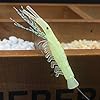 Luminous-Sabiki-Fishing-Rigs-Glow-Soft-FishShrimp-Sabiki-lure-SaltwaterFreshwater-Fishing-Bait Luminous-Sabiki-Fishing-Rigs-Glow-Soft-FishShrimp-Sabiki-lure-SaltwaterFreshwater-Fishing-Bait