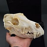 Dog Skull Taxidermy Supplies Art Bone Vet Medicine 1:1