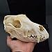 dog Skull Taxidermy supplies art bone vet medicine 1:1