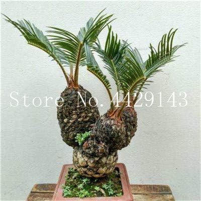 Amazon Co Jp 10個 袋ブルーソテツの盆栽 サゴヤシの木の植物 ソテツの木の盆栽 家庭菜園のための出芽率97 珍しい鉢植え 11 Home Kitchen Amazon Co Jp 10個 袋ブルーソテツの盆栽 サゴヤシの木の植物 ソテツの木の盆栽 家庭菜園のための出芽率97 珍しい鉢植え 11 Home Kitchen
