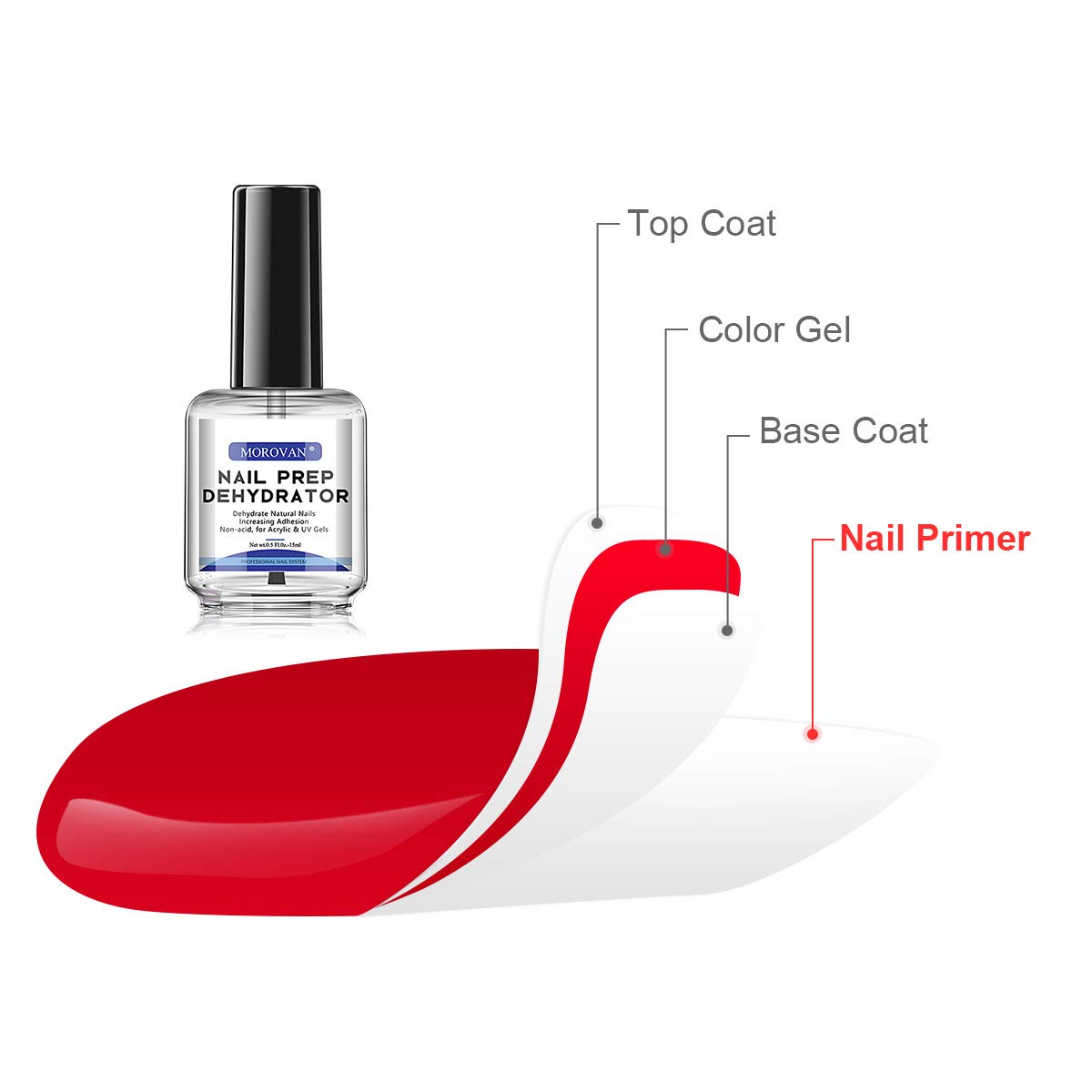 MOROVAN Professional Nail Polish Prep Dehydrator, Quick-drying Dehydrator Base Oil Nail Polish, for acrylic powder and gel nail polish, 0.5 oz -15ml 1pcs dual-use : Beauty