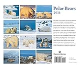 Image de Polar Bears 2016