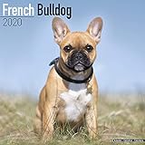 French Bulldog Calendar - Dog Breed Calendars - 2019 - 2020 Wall Calendars - 16 Month by Avonside (M by
