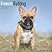 French Bulldog Calendar - Dog Breed Calendars - 2019 - 2020 Wall Calendars - 16 Month by Avonside (M by
