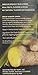 Numi Organic Tea Decaf Ginger Lemon, 16 Count Box of Tea Bags, Decaf Green Tea (Packaging May Vary)