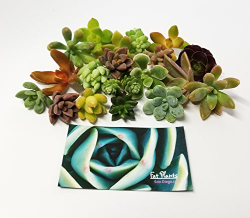 Fat Plants San Diego Miniature Fairy Garden Succulent Cuttings
