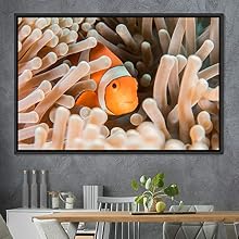 signwin Framed Canvas Wall Art Clownfish Colorful Fish Group Marine Life Multicolor Nautical Photography Realism Ultra - 16x24 inches