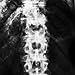 Three Rooker Skeleton Ties Mens X-Ray Skull Spine Neck Tie