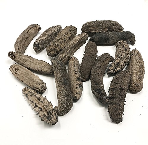 SB Organics Carribbean Badionotus Medium - Wild Caught Sea Cucumber Dried All Natural Nutritious - 8 oz. - Thumbnail 2