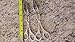 Assis New Extra-Long Scissor Tong, Scissor Tongs, Barbecue Tong, BBQ Tong, Grilling Tong, Serving Tong Tongs, Chrome Plated Steel (2) (Silver)