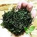 Planterest - Java Moss | Vesicularia Dubyana Freshwater Live Aquarium Plant BUY2GET1FREE