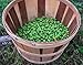 GERMAN MAGNUM HOP SEED BULK 100 SEEDS HOPS AROMA CASH CROPBEER