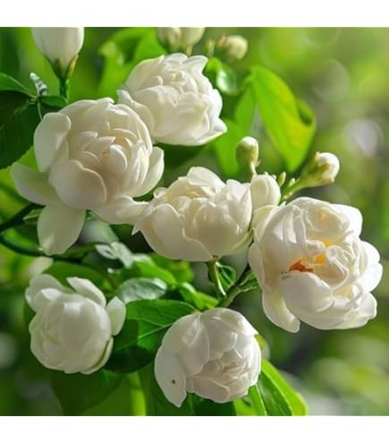 jasmine  A few for good luck