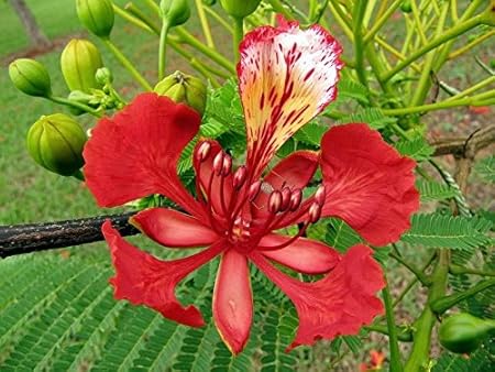 Amazon Com Delonix Regia Royal Poinciana Flamboyant Flame Tree Gulmohar 5 Seeds Garden Outdoor