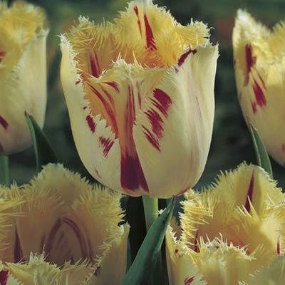Viridis Hortus - 20 x Carousel - Fringed Edges - Tulip Bulbs