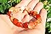 CHARGED Natural Carnelian Agate (Riverbed Agate) Crystal Bracelet Tumble Polished Stretchy + Selenite Heart Charging Crystal Included