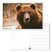 BEST PAPER GREETINGS 40 Pack Wild Animals Postcards Bulk 4x6 - Safari Animals - Blank Animals Post Cards for Mailing, 20 Assorted Photos