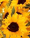 notebook: Sunflower Cover 8